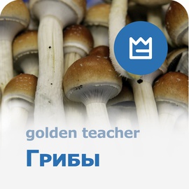 грибы псилоцибиновые Golden Teacher